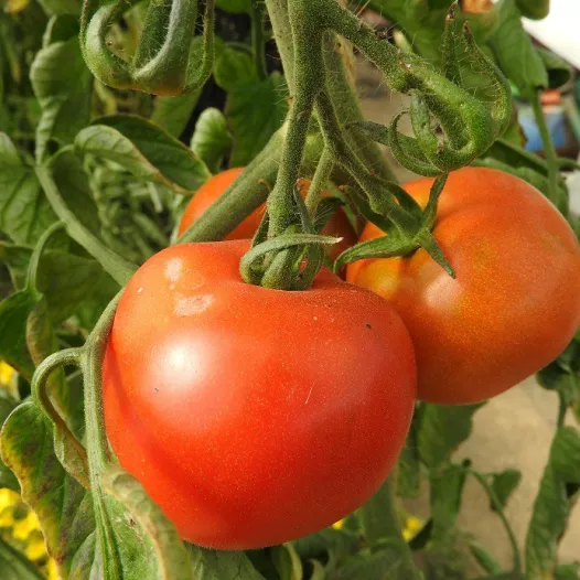 Biologische zaden van Tomaat rood Corma