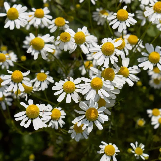 Camomille matricaire | Graines bio de plante médicinales