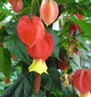 Le compagnon du jardin：Abutilon Megapotamicum - Le pot de 9 x 9 cm