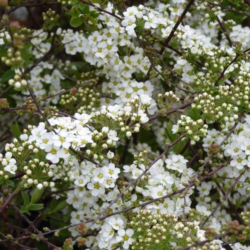 Jardin confort：Spirée Japonica Shirobana rose. Le pot de 4 litres