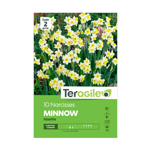 BULBES DE NARCISSES 'MINNOW' TAZETTA - TERAGILE® - X10