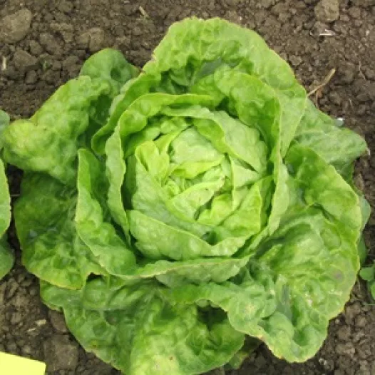Biologische zaden van Kropsla Lilloise