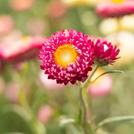 Helichryse ou Immortelle Pleno Bikini biologique et reproductible