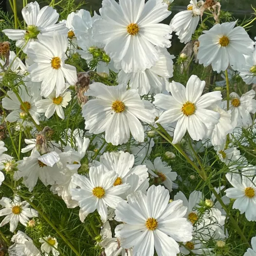 Witte Cosmos | Bio en zaadvaste bloemenzaden