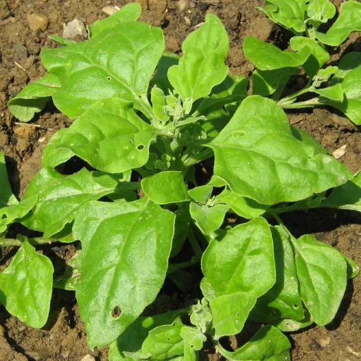 Tétragone Cornue | Semences bio et reproductibles