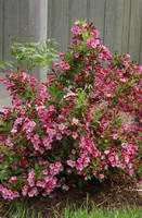 Jardin et nature：Weigelia Bristol Ruby rouge. Le pot de 10 litres