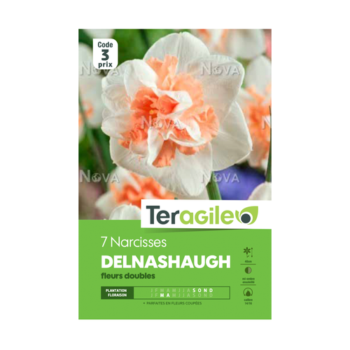 BULBES DE NARCISSES 'DELNASHAUGH' FLEURS DOUBLES - TERAGILE® - X7