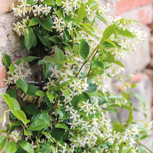 TRACHELOSPERMUM JASMINOÏDES - JASMIN ÉTOILÉ - POT DE 3,5L - HAUTEUR 60/80CM