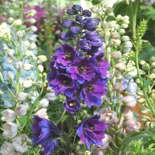 Une sélection pour l’extérieur：Delphinium - Le pot de 5 litres