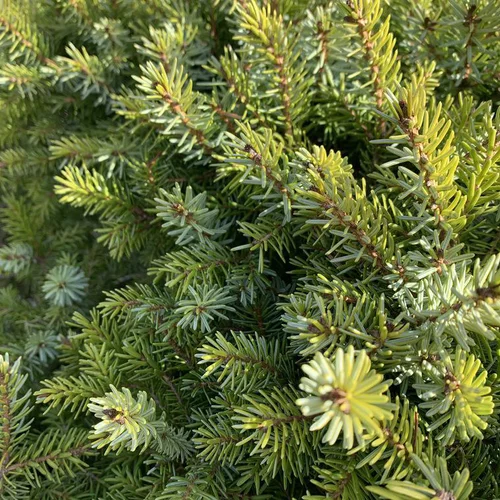 Pour vos envies d’extérieur：Épicéa de Serbie nain vert. Le pot de 11 litres, 30/35 cm