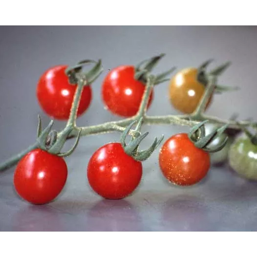 Tomate cerise Petit Moineaux | Semences bio et reproductibles