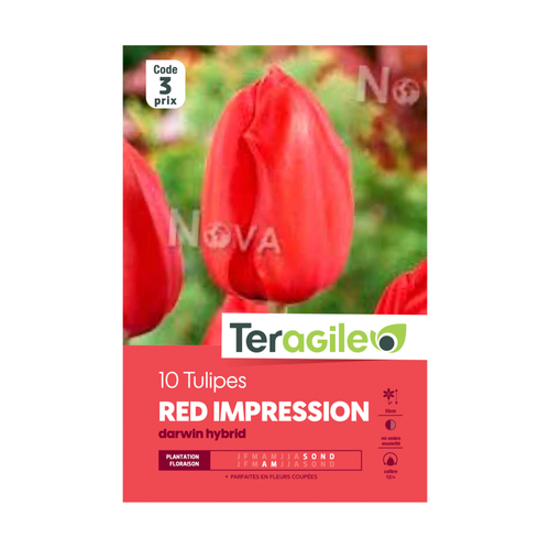 BULBES DE TULIPES 'RED IMPRESSION' DARWIN HYBRID - TERAGILE® - X10
