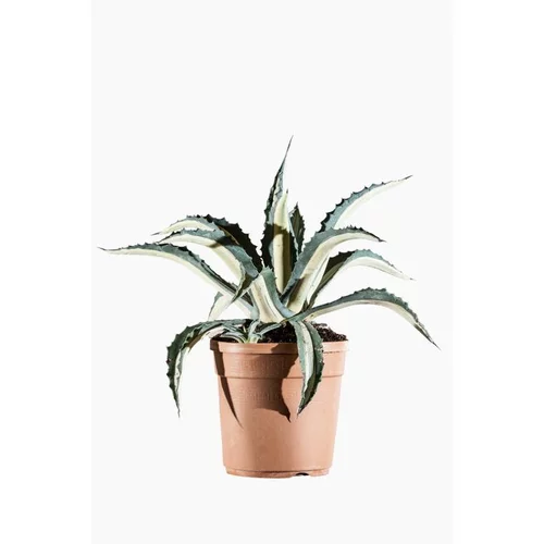 Côté jardin：Agave Americana Mediopicta en pot déco de 12 L jaune