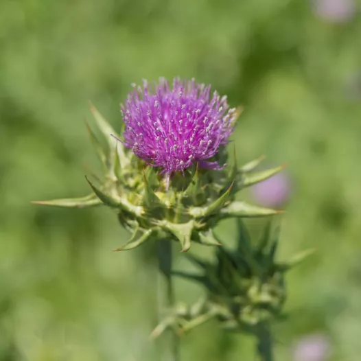 Mariadistel | Biologische en zaadvaste bloemenzaden