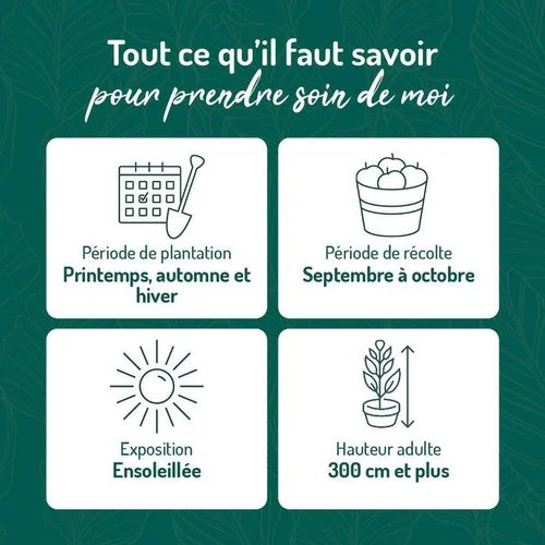 Moderne au jardin：Pommier Reine Des Reinettes. Le pot de 15 litres, forme 1/2 tige