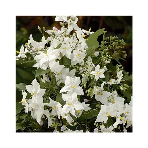 Bien au jardin：Solanum jasminoide coloris blanc. Le pot de 15 litres