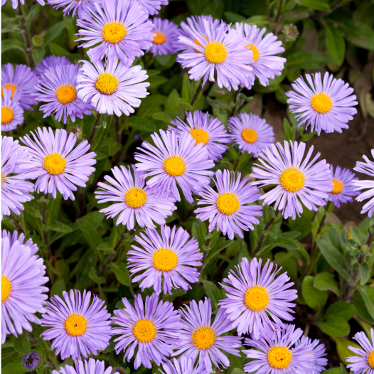 Halfdubbele Zomeraster | Bio en zaadvaste bloemenzaden