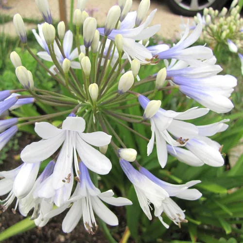 Confort nature：Agapanthe 'Silver Baby'. Le pot de 2 litres