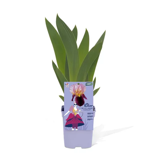 L’essentiel pour le jardin：Iris des Jardins 'Alice Goodman' - Le pot de 1 litre