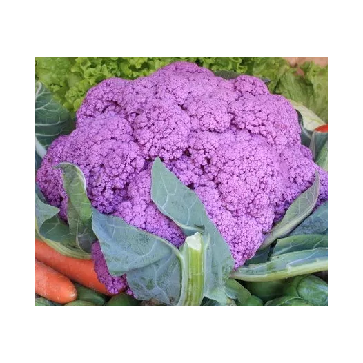 Semences bio de chou-fleur Violet de Sicile