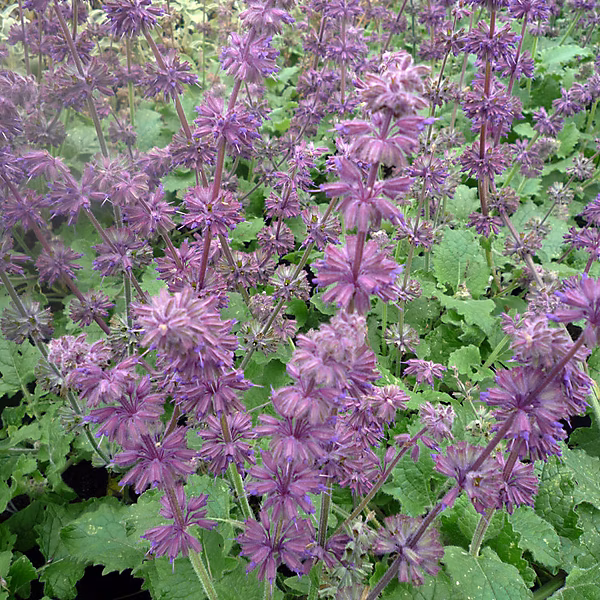 6 x Sauge verticillée 'Purple Rain' – Salvia verticillata 'Purple Rain', godet 9cm x 9cm