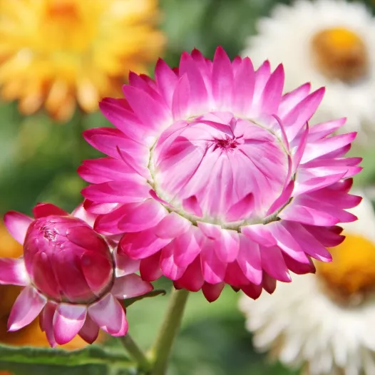 Goudstrobloem | Biologische en zaadvaste bloemenzaden
