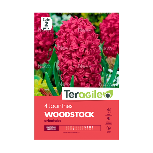 BULBES DE JACINTHES 'WOODSTOCK' ORIENTALES - TERAGILE® - X4