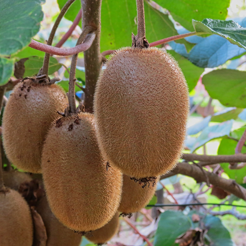 KIWI AUTOFERTILE SOLISSIMO® - ACTINIDIA CHINENSIS - H100/120CM - POT 3L