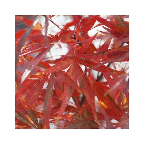 Une idée pour votre jardin：Erable du Japon (ACER PALMATUM ATROLINEARE ) Le pot de 15 litres