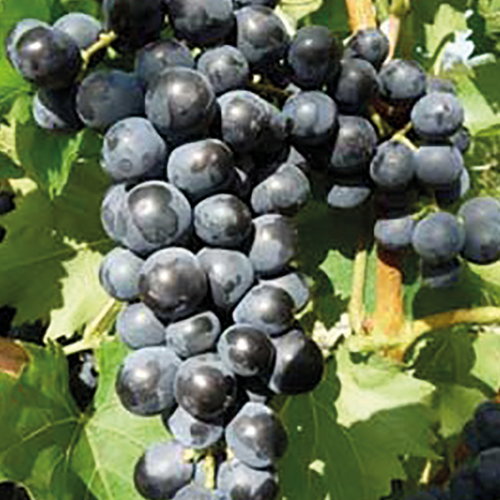 VIGNE DE TABLE MUSCAT BLEU - POT 3L