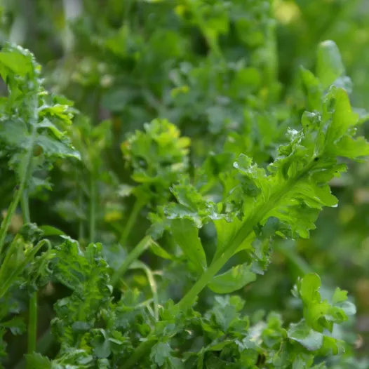 Cresson Alénois Frisé | Aromatiques