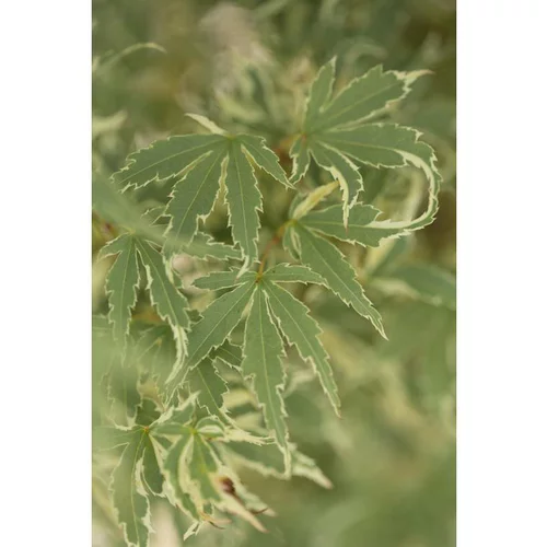 Solution nature：Erable du Japon (ACER PALMATUM BUTTERFLY ) Le pot de 3 litres