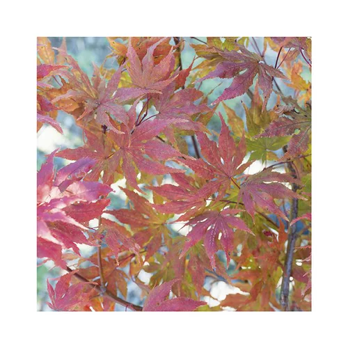 Essentiel maison：Erable du Japon (ACER PALMATUM RETICULATUM RED ) Le pot de 15 litres