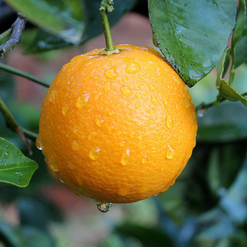 ORANGER (CITRUS SINENSIS) - POT DE 5L - 1/4 TIGE