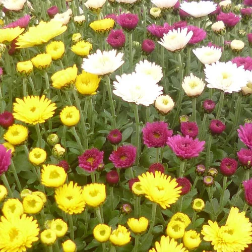 Jardin et plaisir：Chrysanthème multifleurs - La jardinière