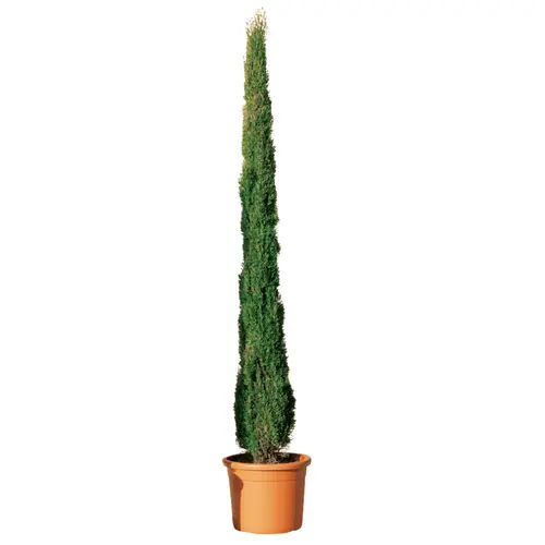 Utile dehors：Cupressus Sempervirens Totem - pot 15 L