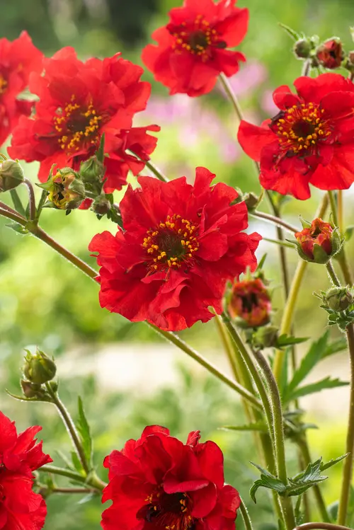 Pour tous vos projets jardin：Benoîte ‘Mrs Bradshaw’ - Le pot de 2 litres