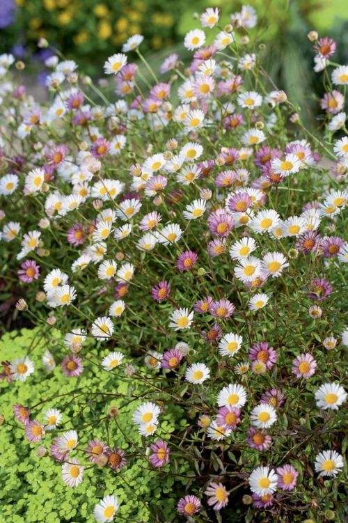 Malin pour le jardin：Vergerette de Karvinski - Le pot de 3 litres