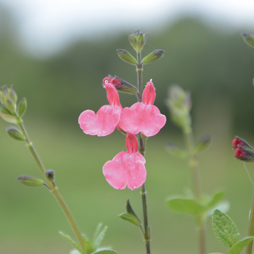SAUGE PINK BLUSH - POT 3L