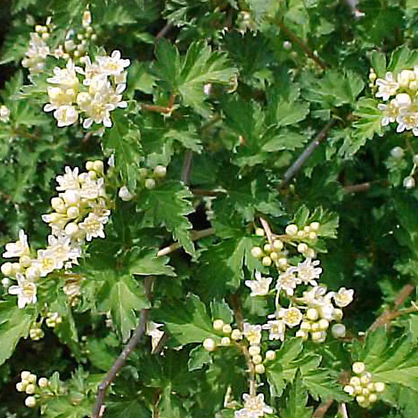 2 x Stephanandra incisa 'Crispa' – 20-30 cm pot