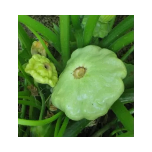 Graines bio de Pâtisson vert pâle de Bennings