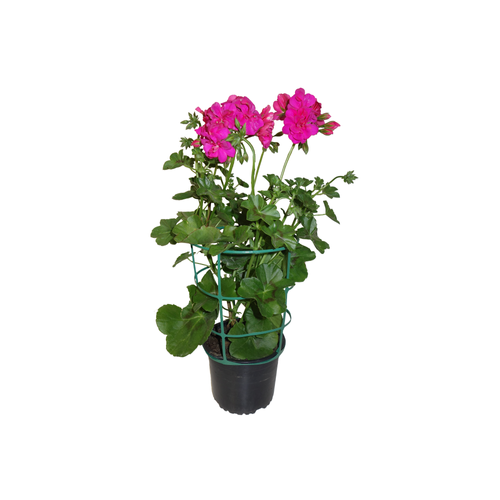 GÉRANIUM 'LIERRE DOUBLE' - POT Ø14CM