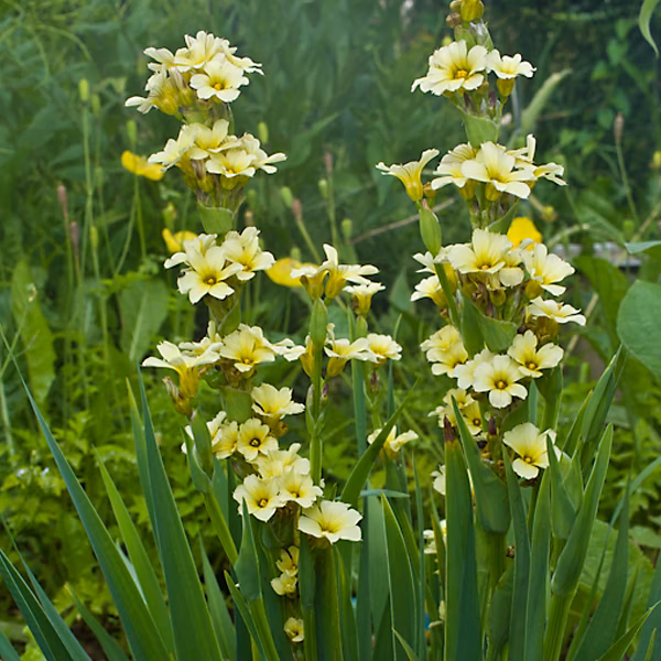 6 x Sisyrinchium striatum – godet 9cm x 9cm