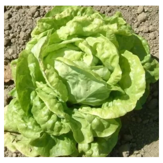 Bio zaden van Kropsla Reine de Juillet