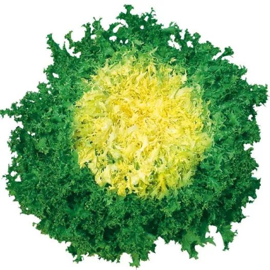 Graines bio de Chicorée Frisée de Ruffec