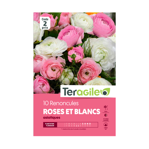 BULBES DE RENONCULES 'ROSES ET BLANCS' ASIATIQUES - TERAGILE® - X10