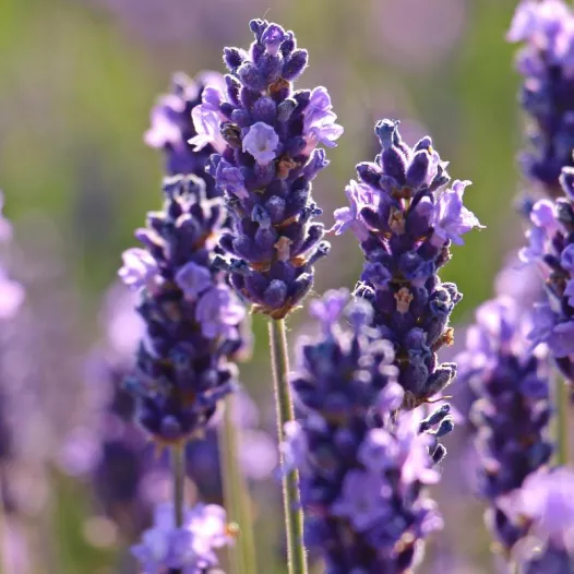 Echte lavendel zaden bio | Aromatische kruidenzaden