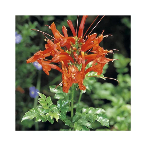 Jardin actuel：TECOMARIA CAPENSIS. Le pot de 3 litres