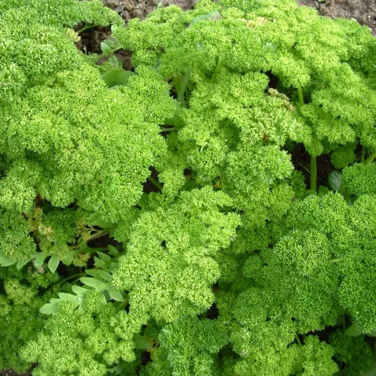 Bioloische en reproduceerbare zaden van krulpeterselie
