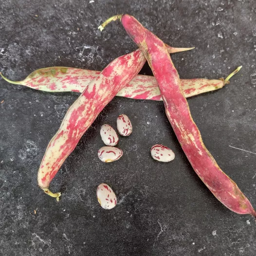 Bio zaden van stamdroogboon Borlotto